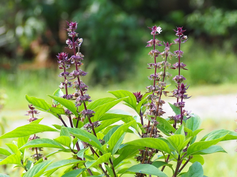 ต้นไม้มงคลปลูกในกระถาง