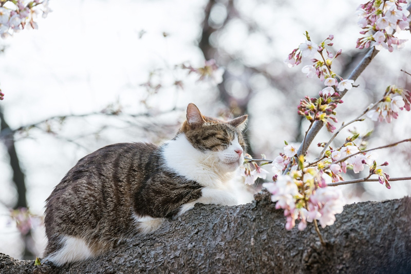 วันแมวญี่ปุ่น