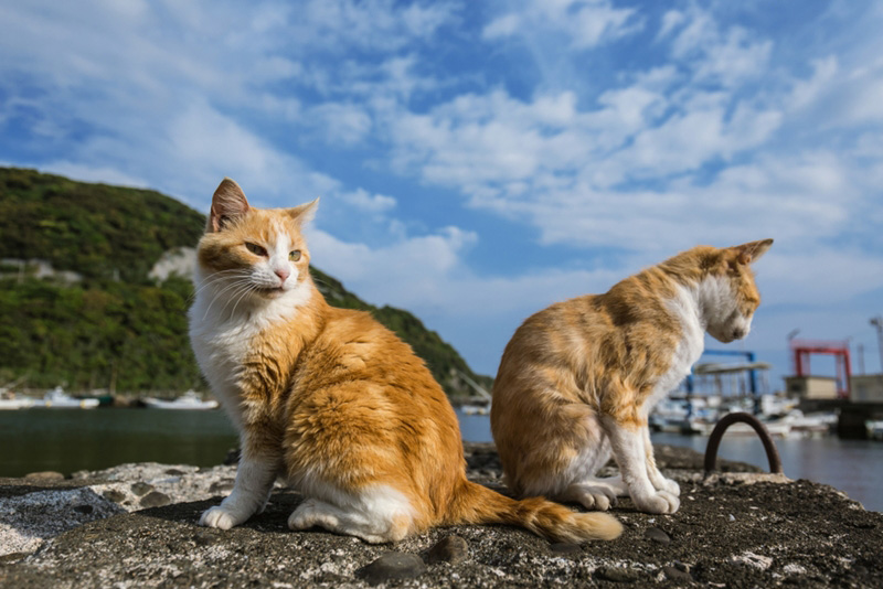 วันแมวญี่ปุ่น