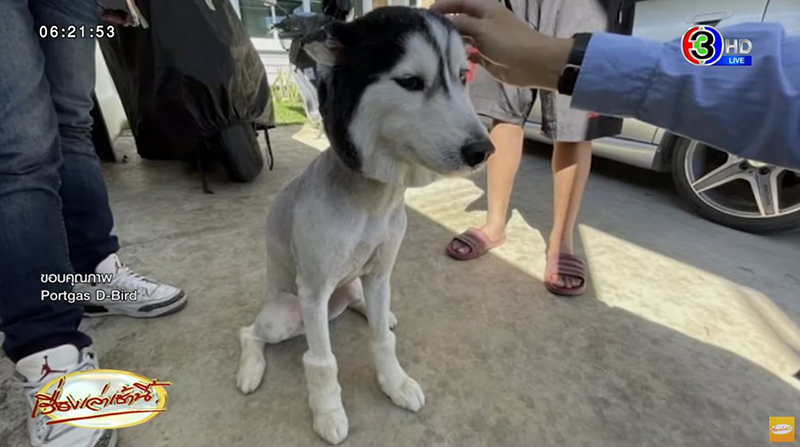 ไซบีเรียน ฮัสกี้