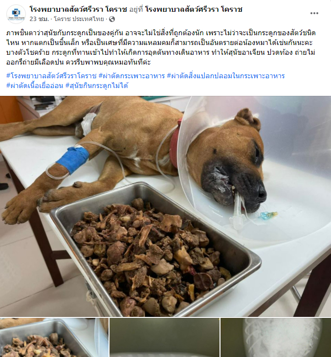 หมากินกระดูก