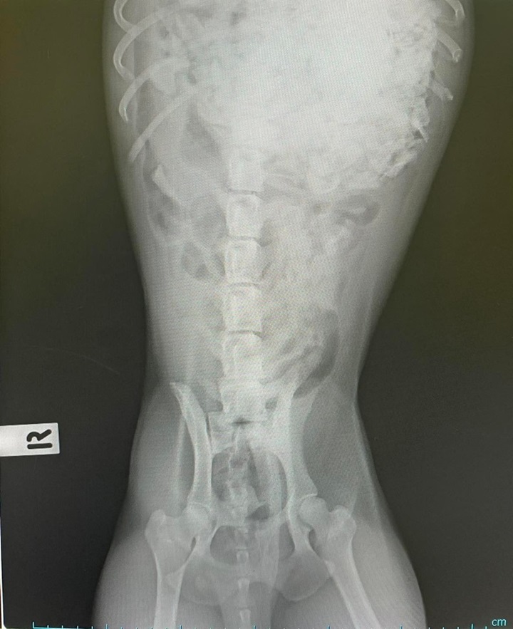 หมากินกระดูก