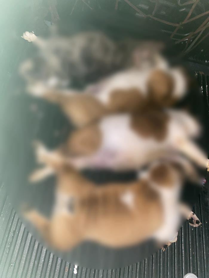 บ้านถูกตัดไฟจนหมาตาย