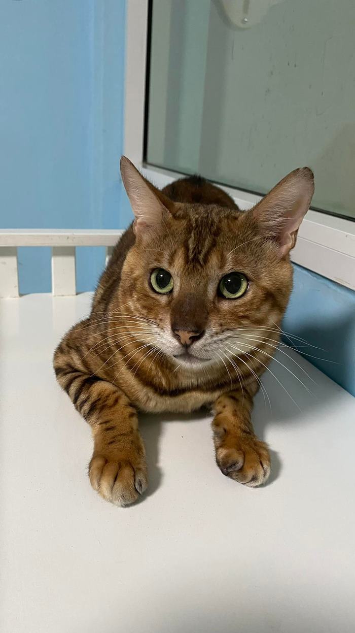 แมวเบงกอล หาบ้าน