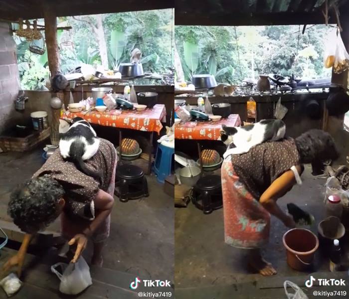 แมวขี่หลังยาย