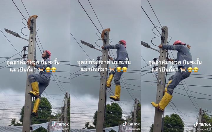 แมวติดบนเสาไฟ