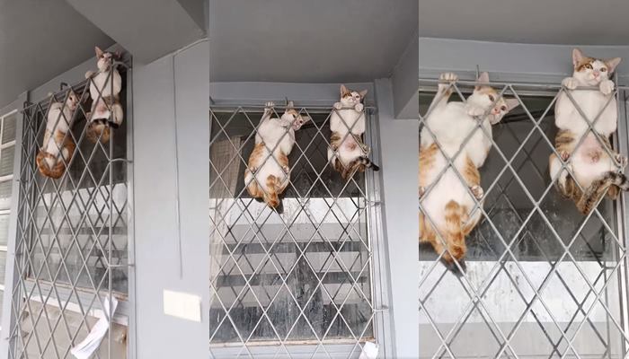 แมวติดเหล็กดัด