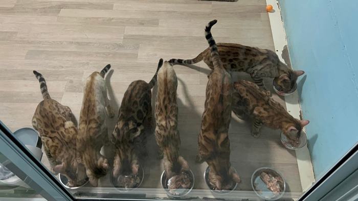 แมวเบงกอล หาบ้าน