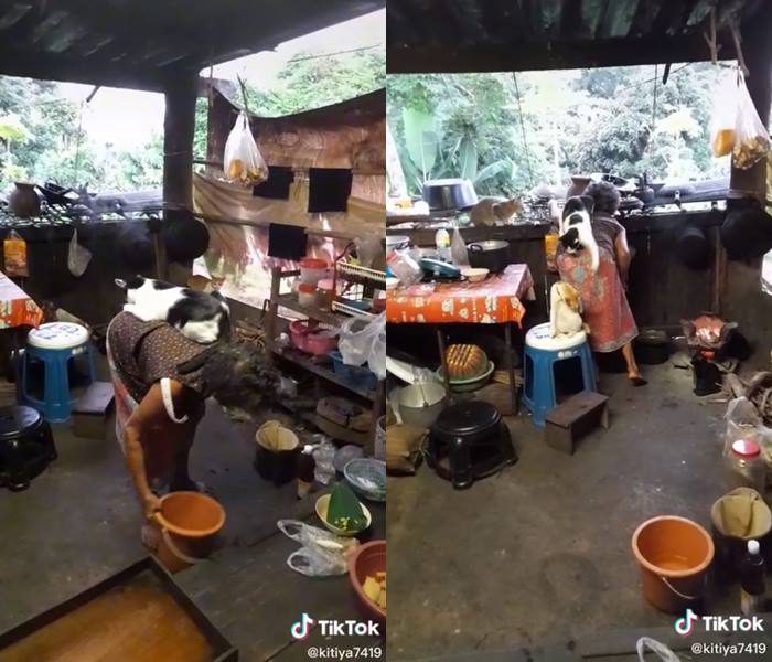 แมวขี่หลังยาย