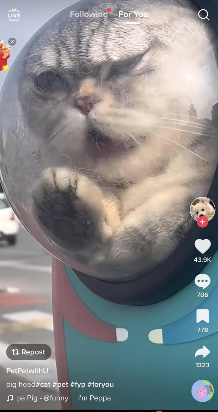 กระเป๋าอวกาศแมว