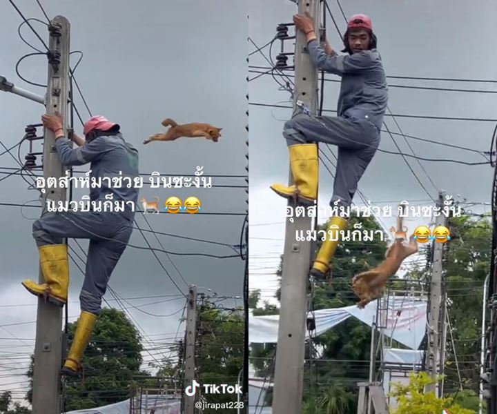 แมวติดบนเสาไฟ