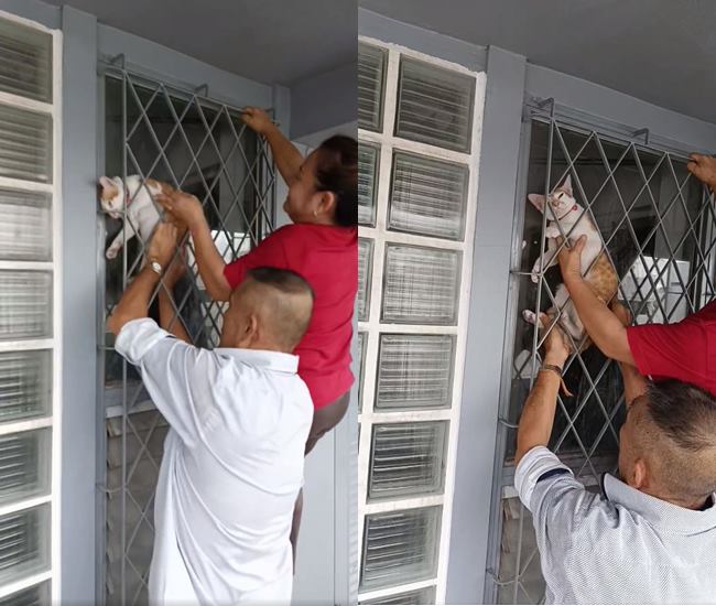 แมวติดเหล็กดัด