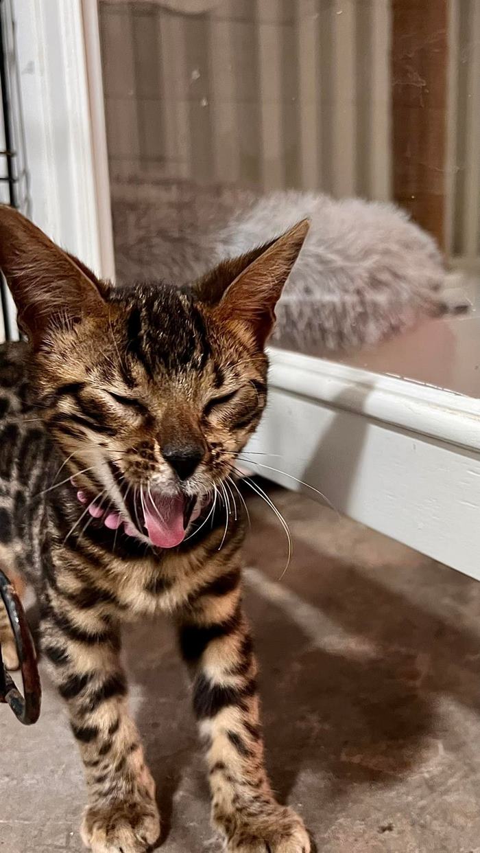 แมวเบงกอล หาบ้าน