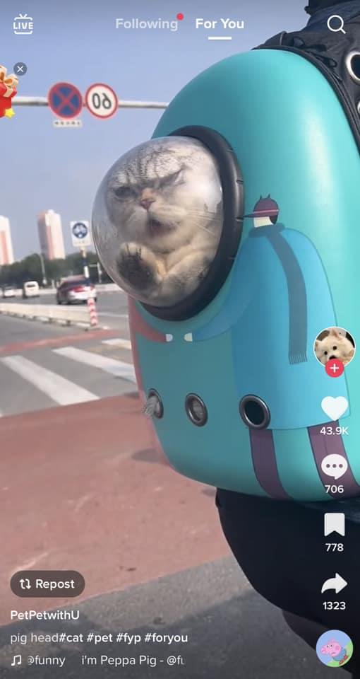 กระเป๋าอวกาศแมว