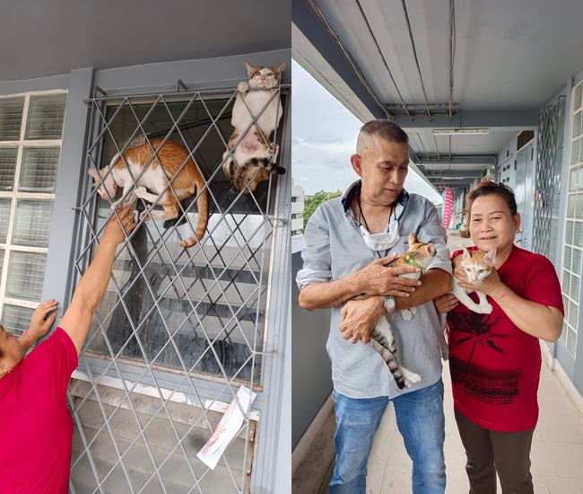 แมวติดเหล็กดัด