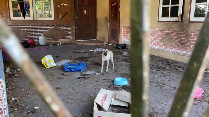 บุกช่วยสุนัข  