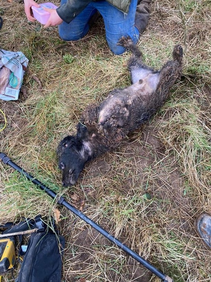 ช่วยหมา