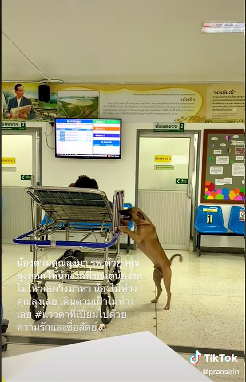 เอ็นดูตูบแสนรู้