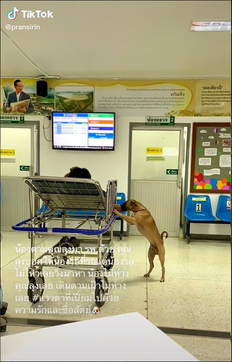 เอ็นดูตูบแสนรู้