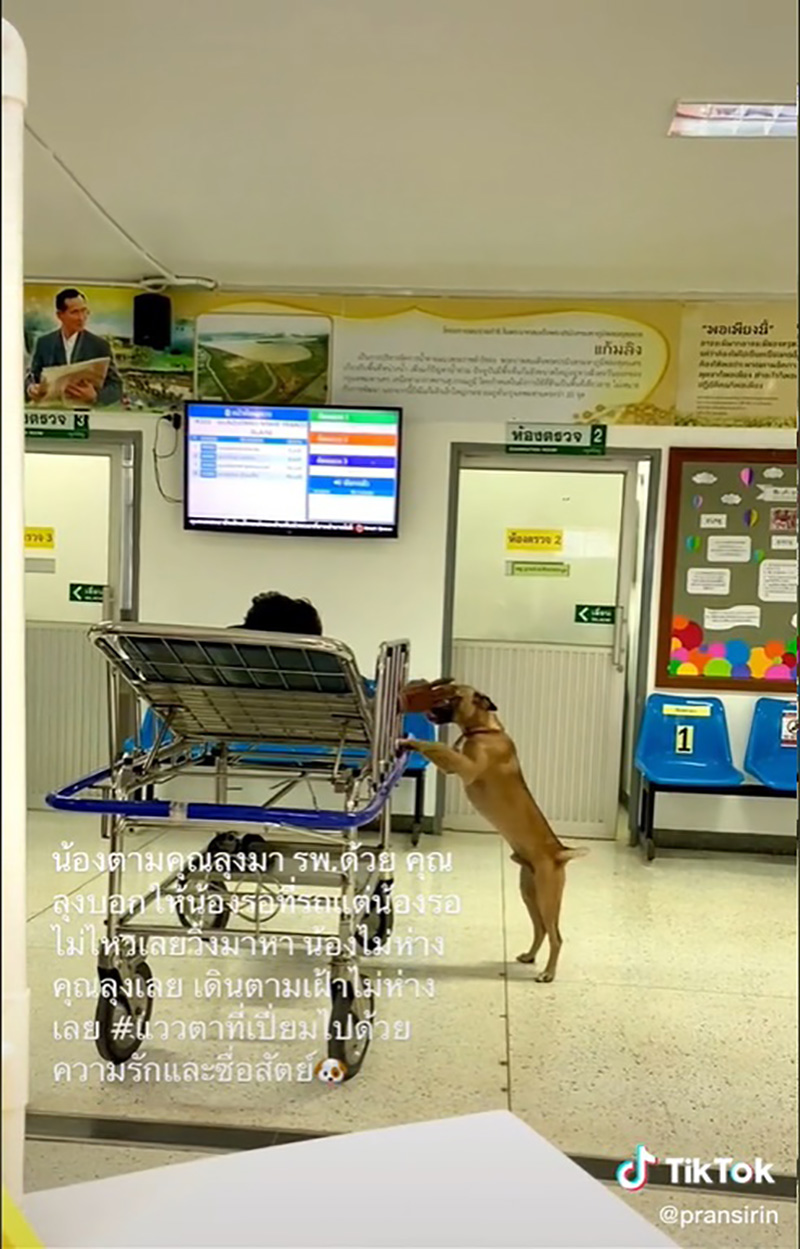 เอ็นดูตูบแสนรู้