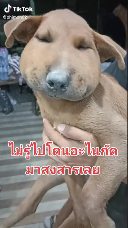 เจ๊กไปโดนอะไรมา !! หน้าบวมตุ่ย