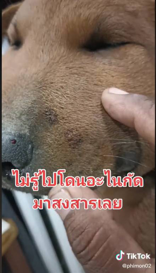 เจ๊กไปโดนอะไรมา !! หน้าบวมตุ่ย