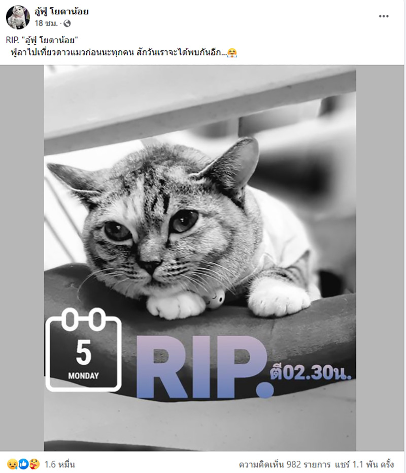 โยดาน้อย เจ้าเหมียวขวัญใจโซเชียล