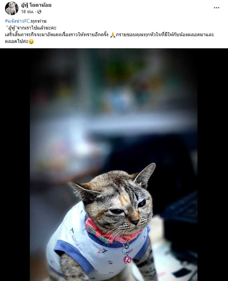 โยดาน้อย เจ้าเหมียวขวัญใจโซเชียล