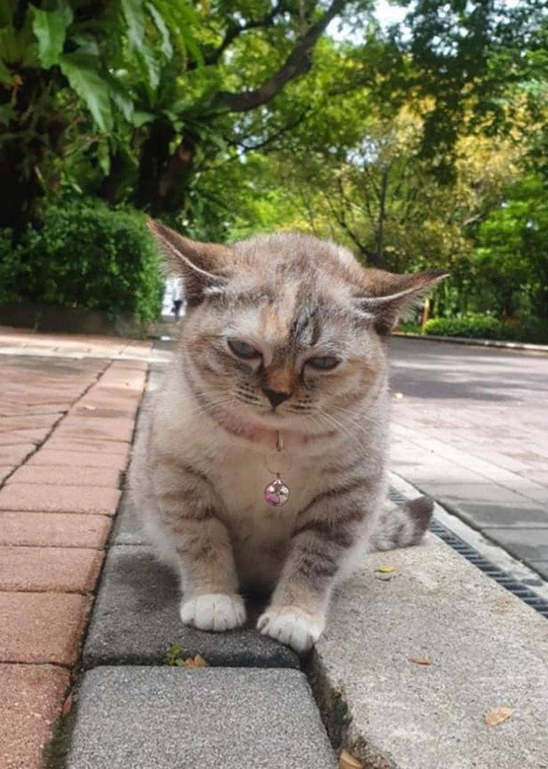 โยดาน้อย เจ้าเหมียวขวัญใจโซเชียล