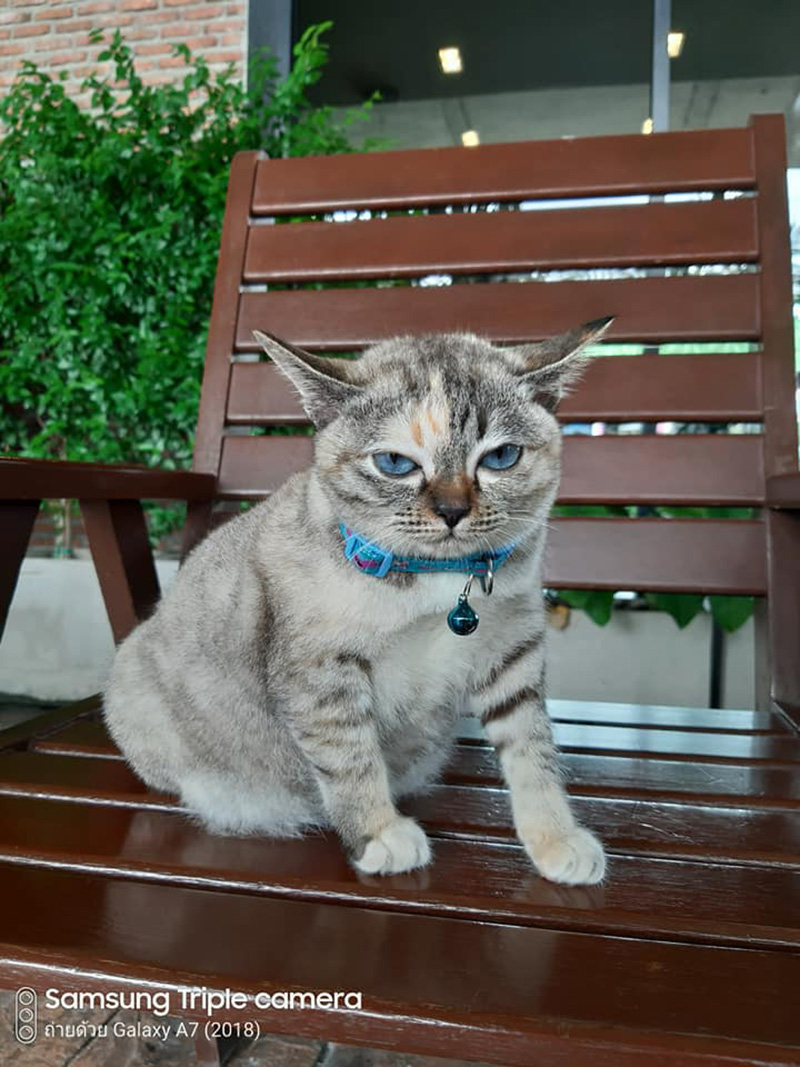 โยดาน้อย เจ้าเหมียวขวัญใจโซเชียล