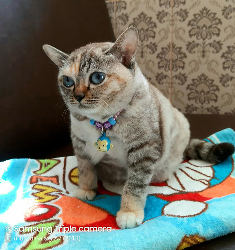 โยดาน้อย เจ้าเหมียวขวัญใจโซเชียล