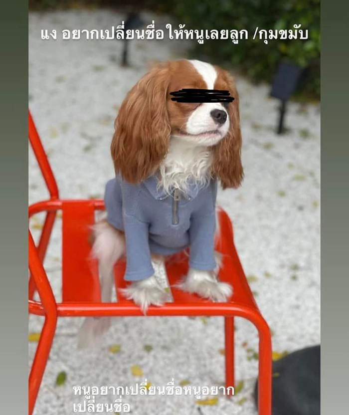 น้องหมา