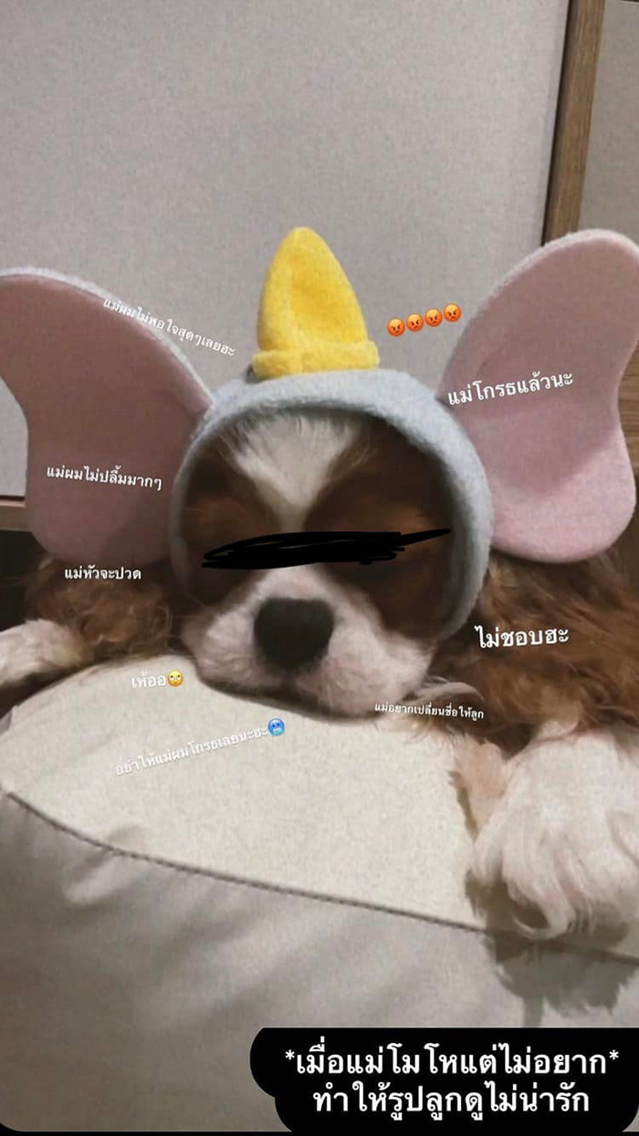 น้องหมา