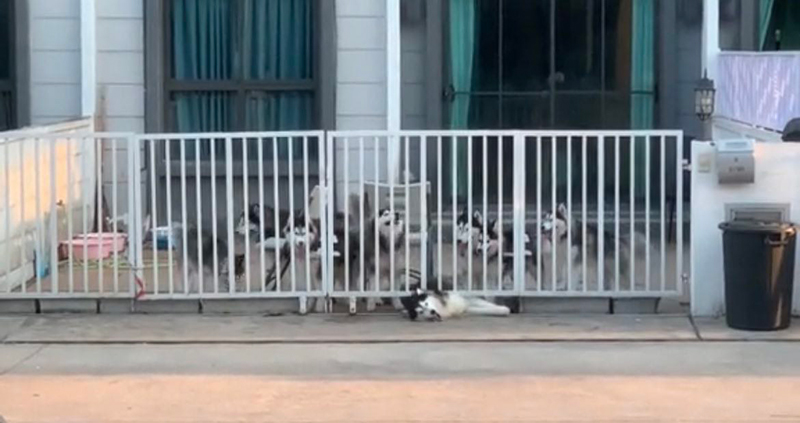 ดราม่า เพื่อนบ้านเลี้ยงไซบีเรียนเป็นฝูง