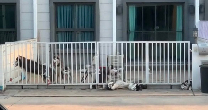 ดราม่า เพื่อนบ้านเลี้ยงไซบีเรียนเป็นฝูง