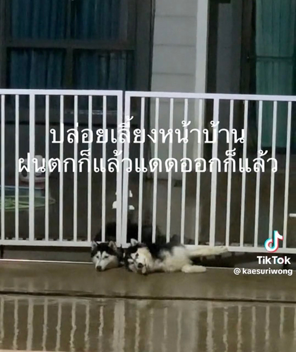 ดราม่า เพื่อนบ้านเลี้ยงไซบีเรียนเป็นฝูง