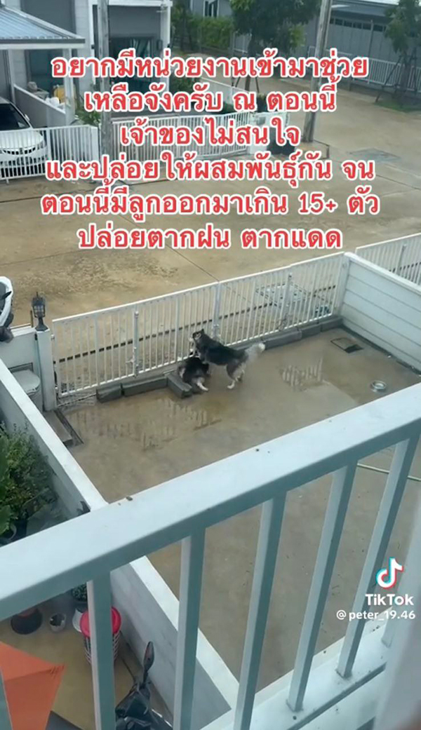 ดราม่า เพื่อนบ้านเลี้ยงไซบีเรียนเป็นฝูง