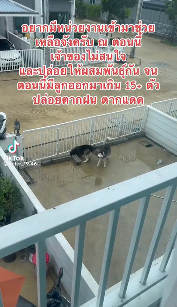 ดราม่า เพื่อนบ้านเลี้ยงไซบีเรียนเป็นฝูง