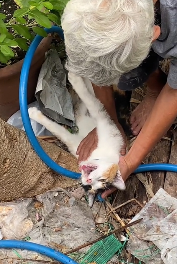 ช่วยแมว