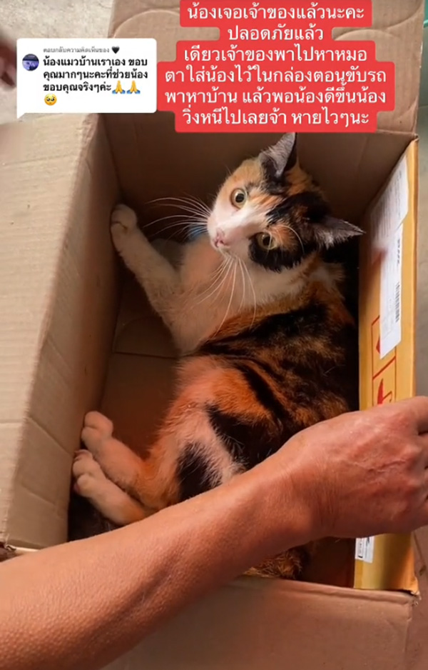 ช่วยแมว