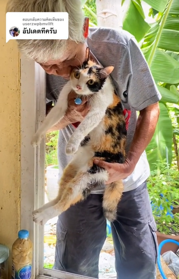 ช่วยแมว