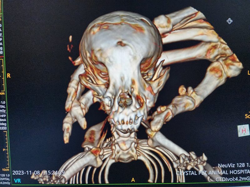 สุนัขพันธุ์เล็ก