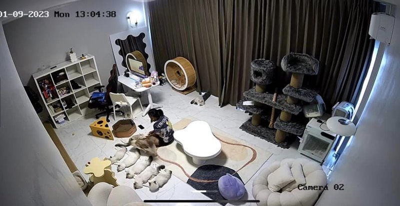 แม่บ้านกล่อมแมว