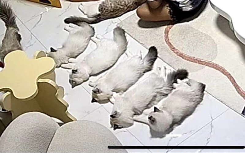 แม่บ้านกล่อมแมว