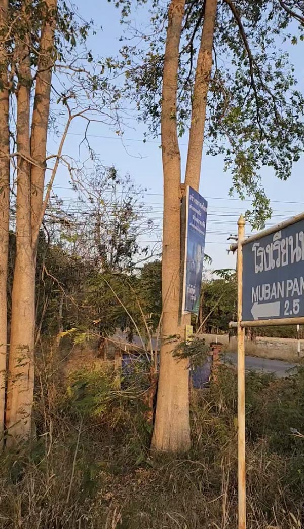 แมวติดต้นไม้