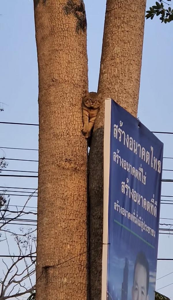 แมวติดต้นไม้