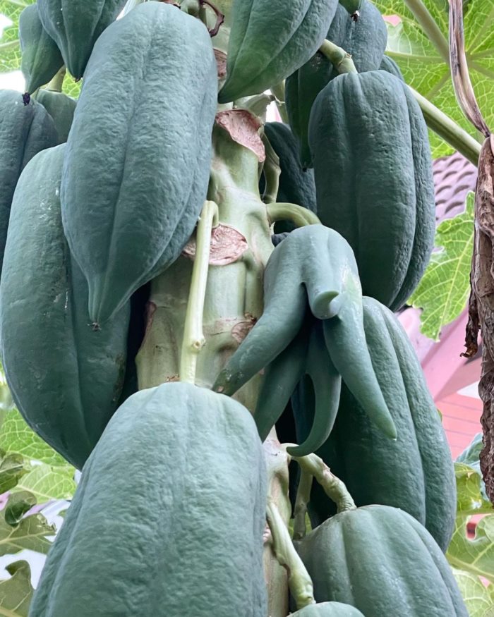 ตา ปัญญา รันดร์กุล 