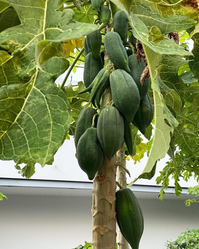 ตา ปัญญา รันดร์กุล 