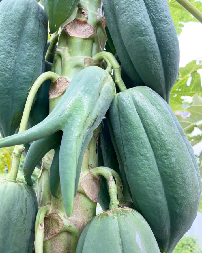 ตา ปัญญา รันดร์กุล 