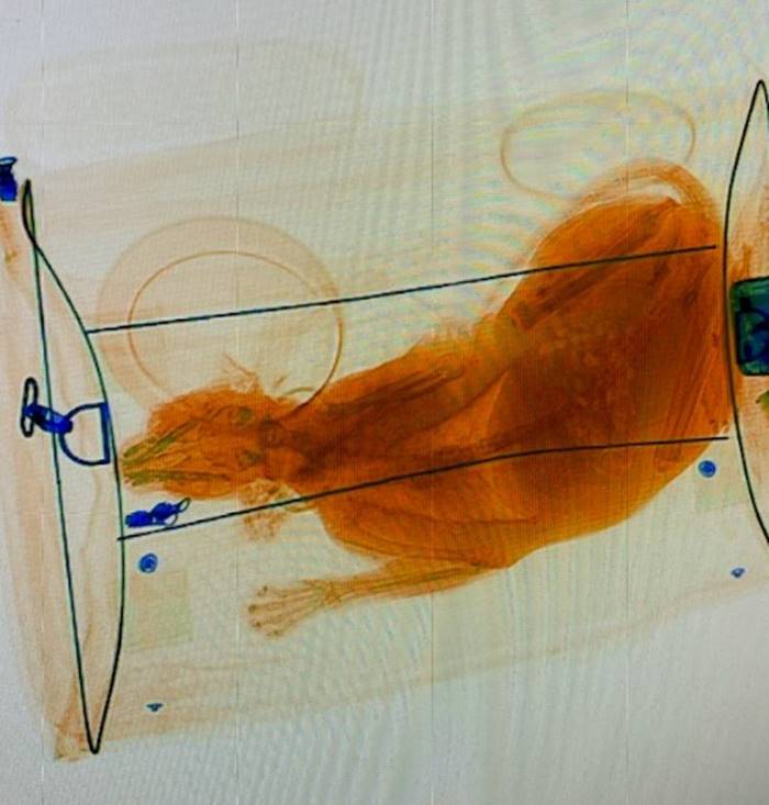 สัตว์เลี้ยง